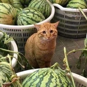 Meet your Posher, Gracey